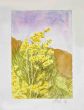 Wildflowers