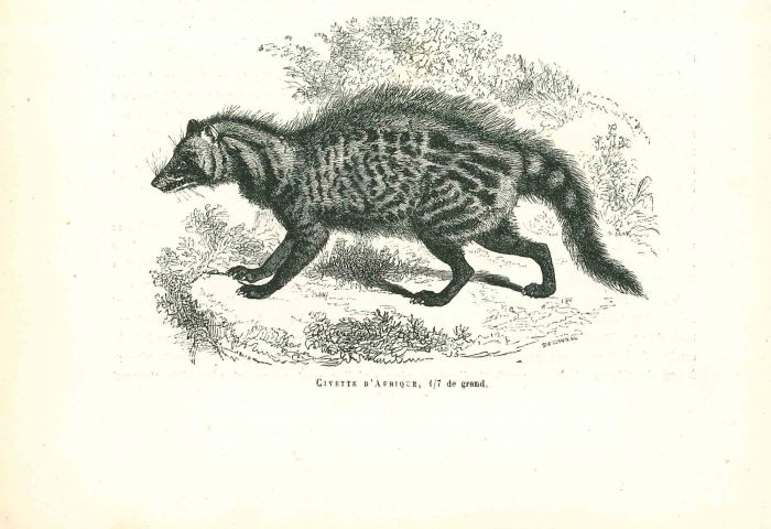 African Civet
