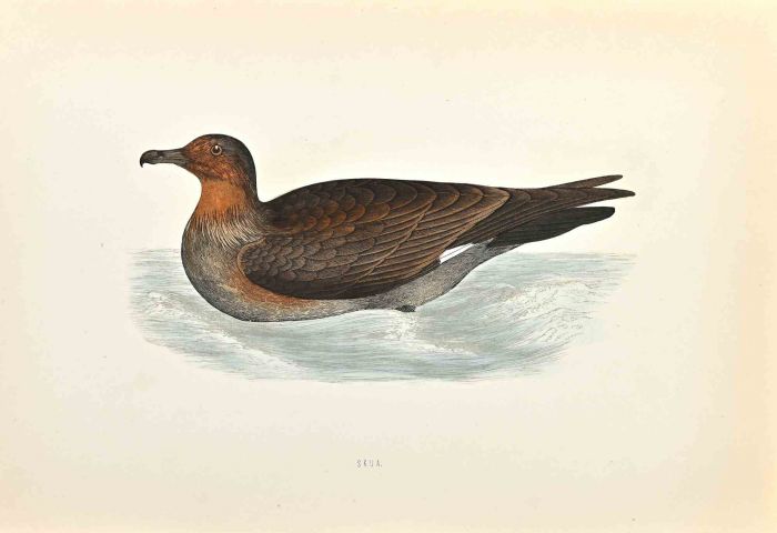 Skua