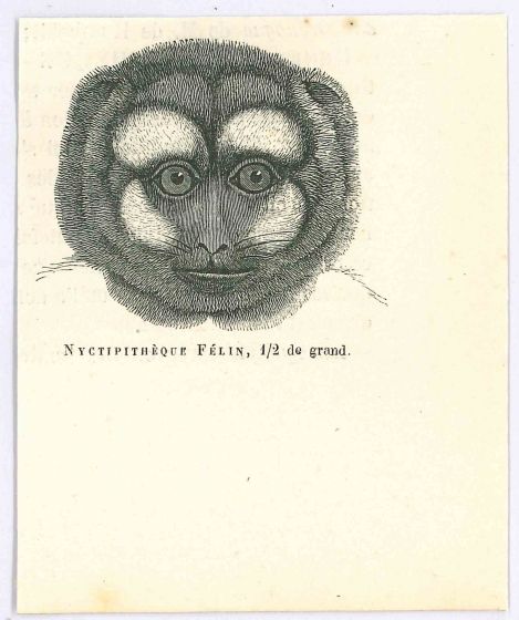Night Monkey 