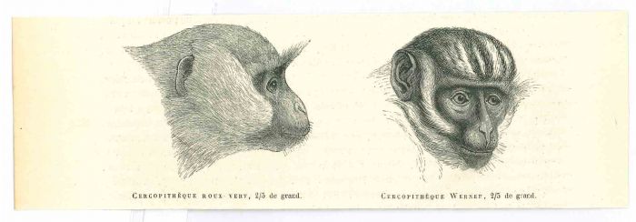 The Monkey
