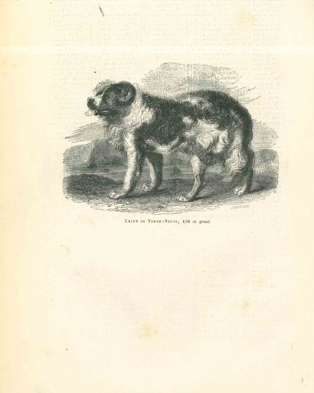 The Dog