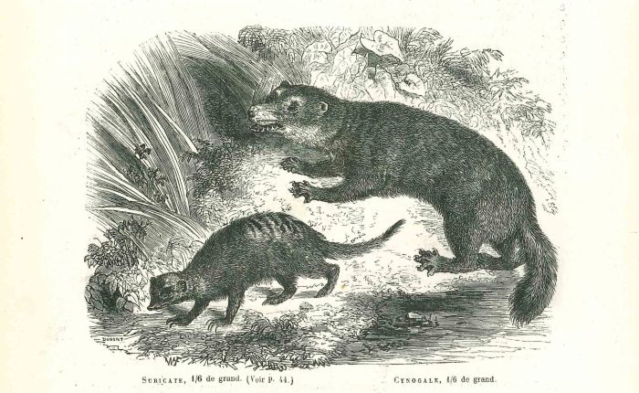 Suricate
