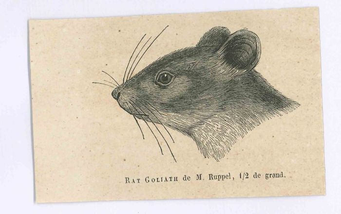 The Rat