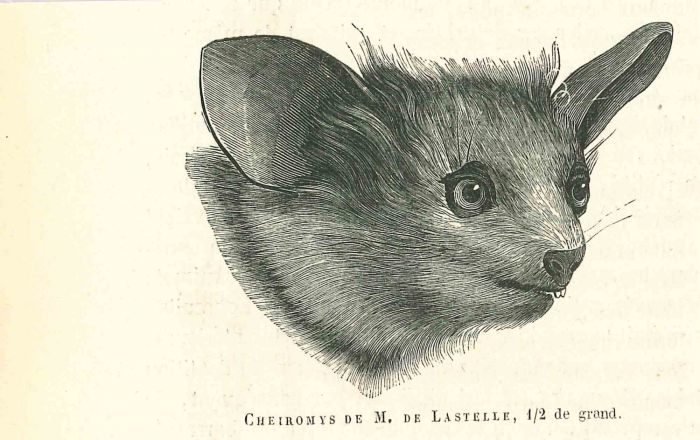 Cheiromys 