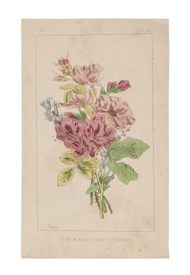 Wild Roses And Geranium by Emile Henri Laporte -  Modern Artwork