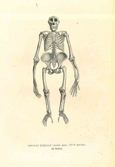 The Skeleton