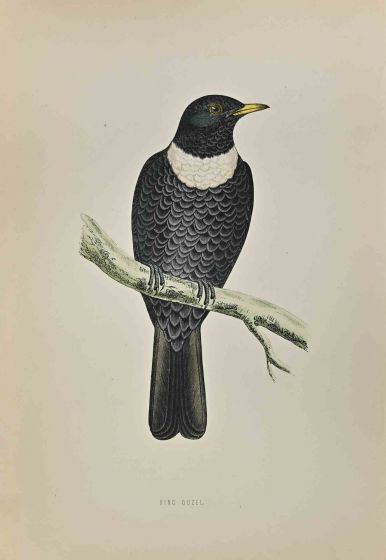 Ring Ouzel
