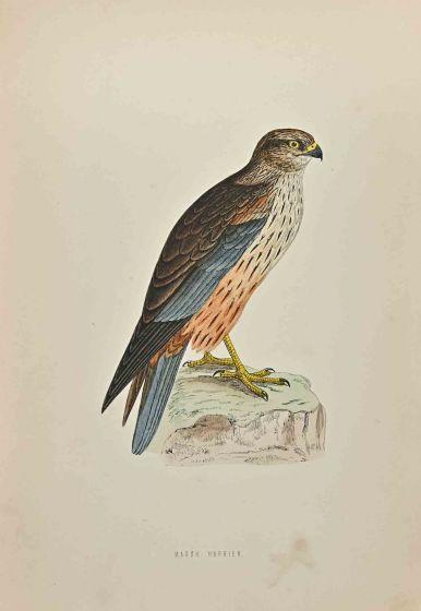 Marsh Harrier