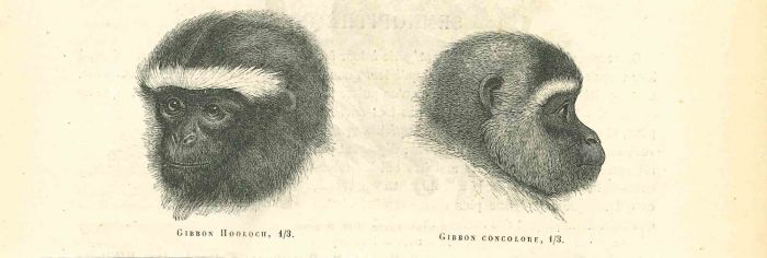 The Monkey
