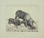 The sow and her calves