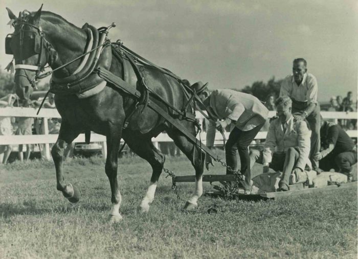 The Morgan Horse - Vintage Photograph