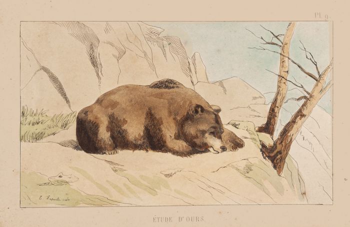 The Bear by E.Laporte - Contemporary Artwork