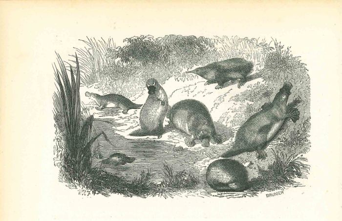 Animals On The Shore