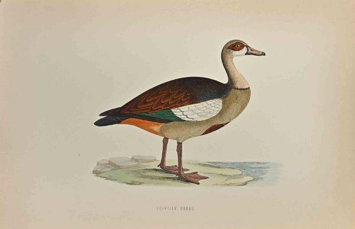 Egyptian Goose