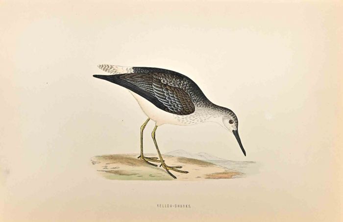 Yellow-Shanks