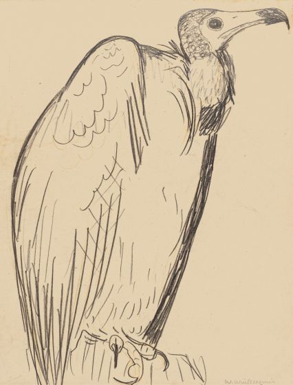 The Condor by French Artist - Contemporary Artwork