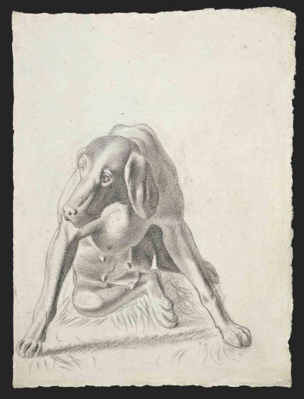 Portrait of Dog 
