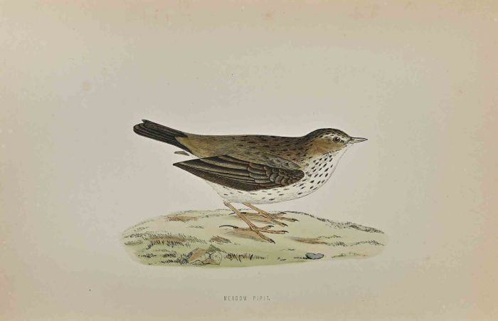 Meadow Pipit