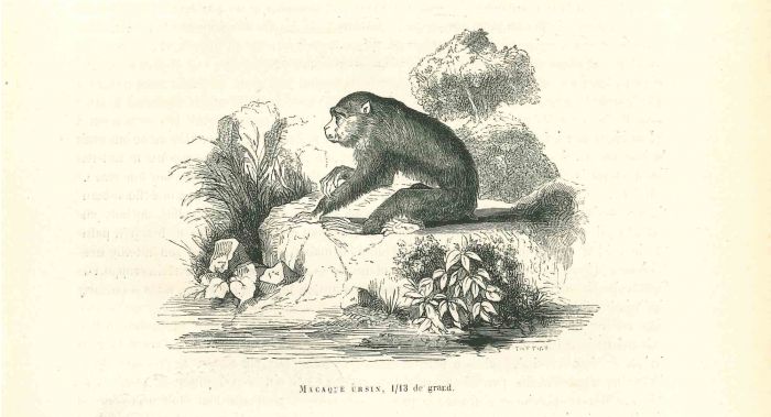 The Gorilla