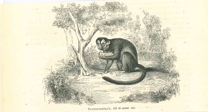 The Monkey