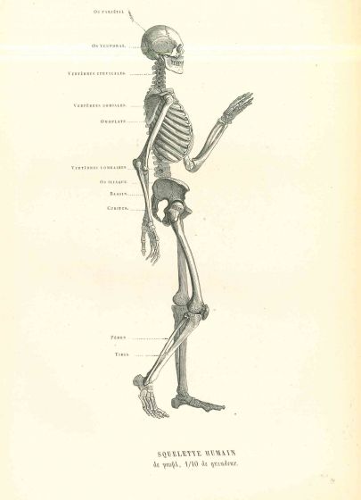 Human Anatomical Skeleton