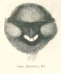 The Monkey