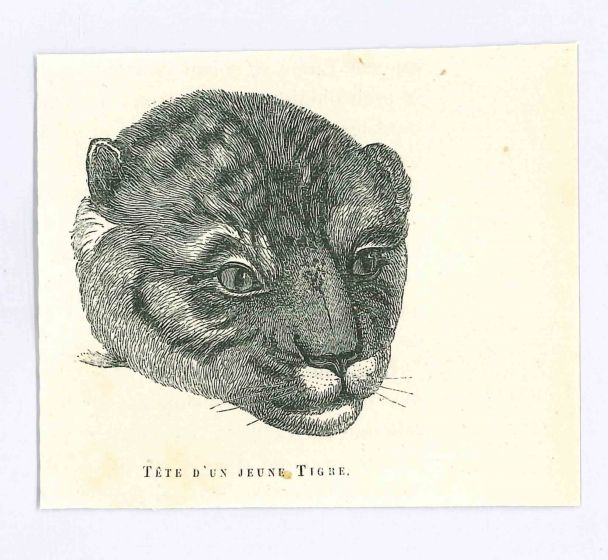 Tigre
