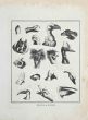 Heads of Birds - Johann Caspar Lavater and Thomas Holloway - Old Master Artwork