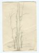 The Trees