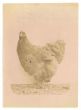 Anonymous - The Old Days Photo - Hen - Vintage Photograph 