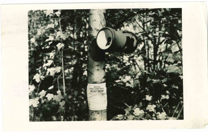 Gypsy Moth Survey -  Vintage Photograph