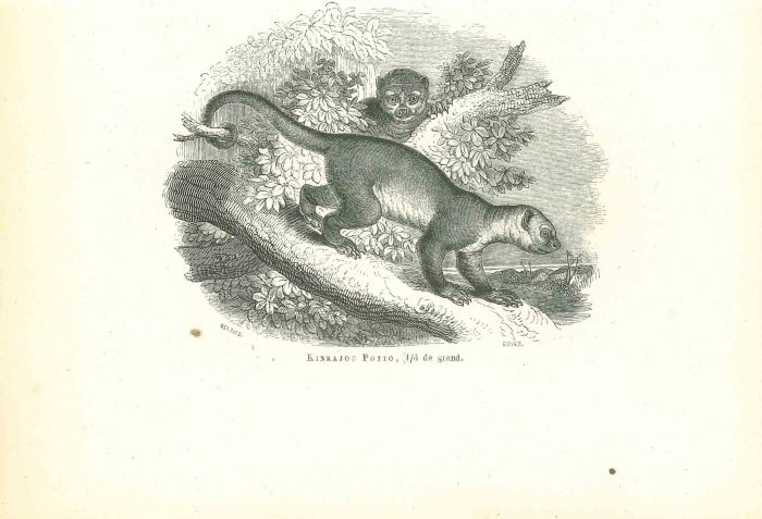 Kinkajou Potto