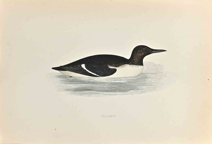 Guillemot