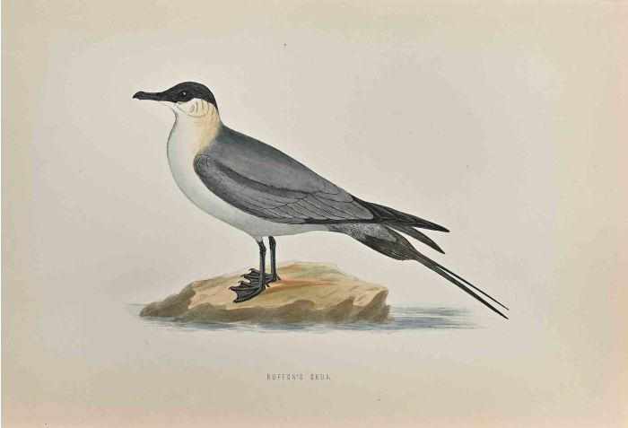 Buffon's Skua