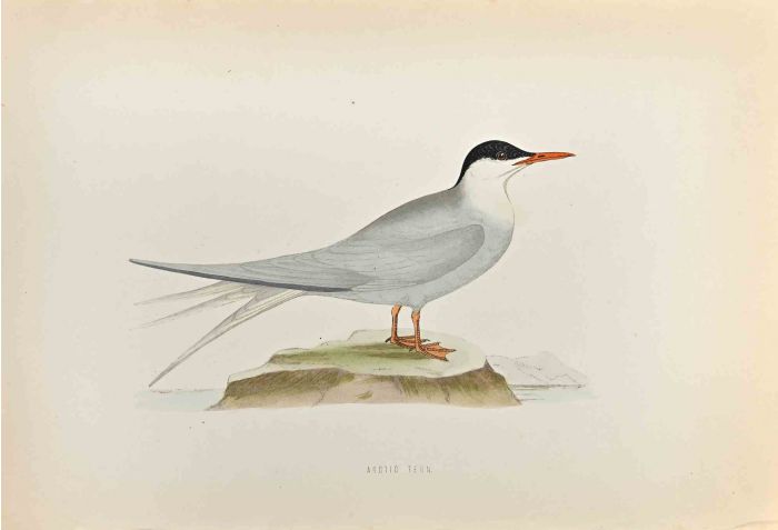 Arctic Tern