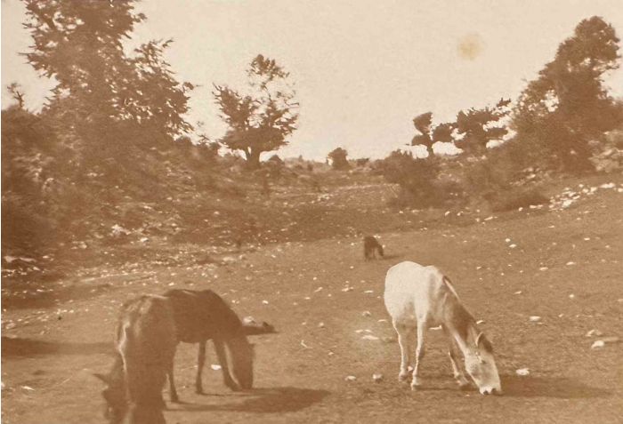 The Old Days  Photo - Herds