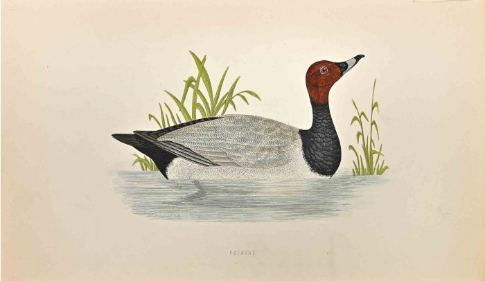 Pochard