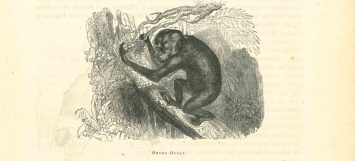 The Orangutan