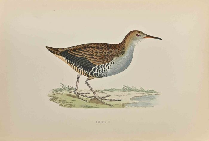 Water-Rail