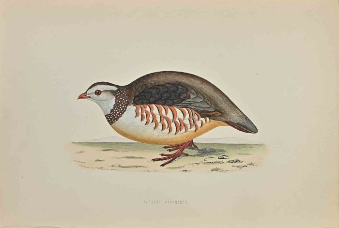 Barbary Patridge