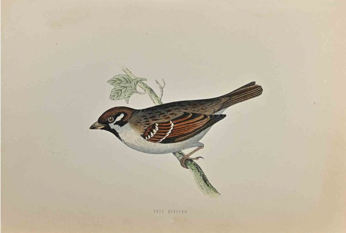 Tree Sparrow