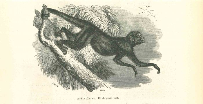 The Monkey