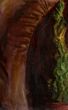 Portrait of Noblewoman