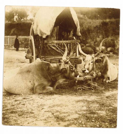 The Old Days - Cows in the Maremma Tuscany