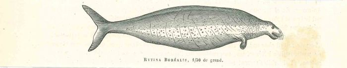 Bytina Borealis