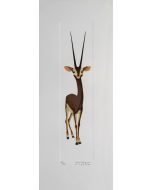 Gazelle