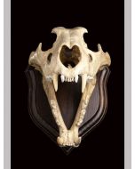Lion Skull - Decorative Object