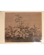 Plants by Jan Peter Verdussen