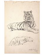 Study of tiger by Wilhelm Lorenz